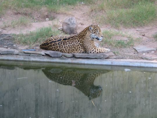 Leopardo