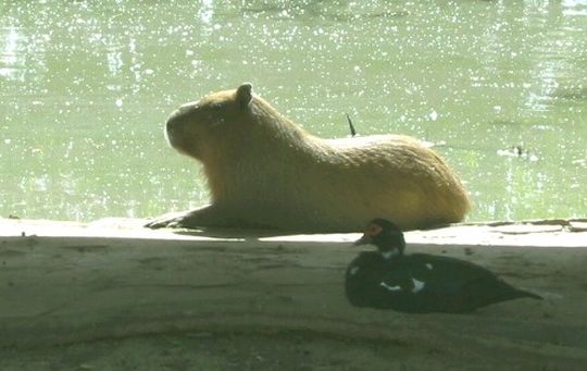 Cabiai - Capibara Cabiai - Capibara