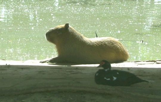 Carpincho - Capibara