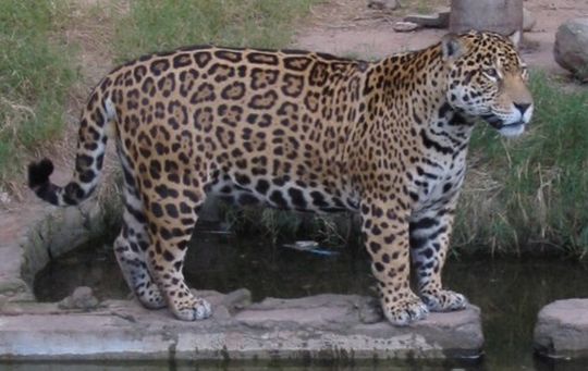 Leopardo