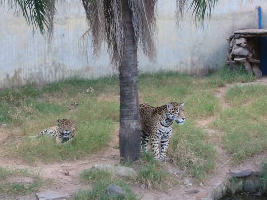 Leopards