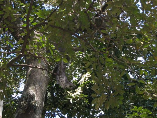 Mono perezoso colgado de un rbol