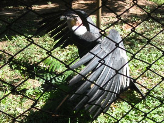 Condor des Andes