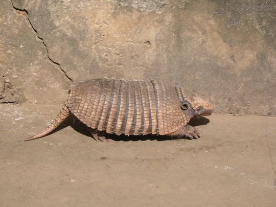 Quirquincho, espce menace par les fabricants de charango