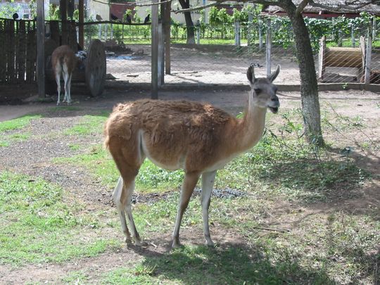 Vigogne Vigogne