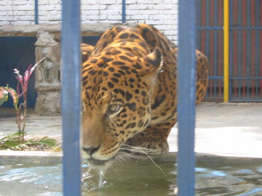 Leopardo