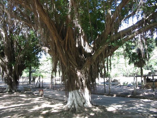 Paseo en el zoolgico