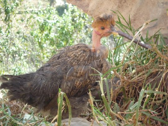 Gallina caminando por la calle