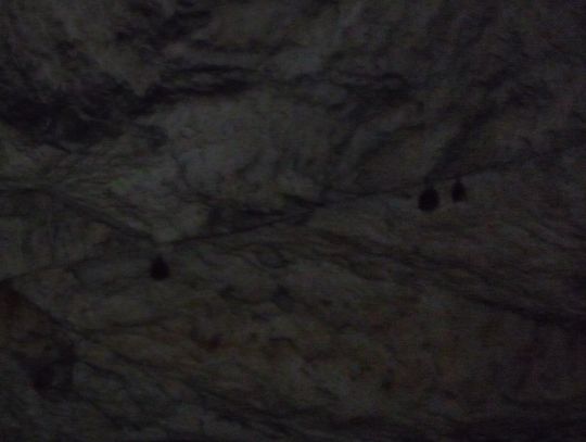 Murciélagos colgados del techo de la cueva Murciélagos colgados del techo de la cueva