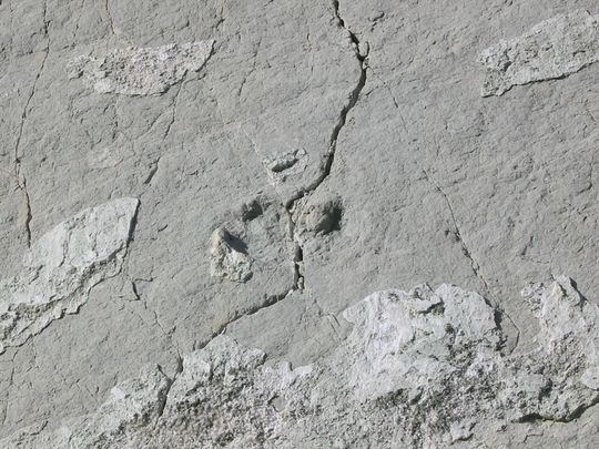 Huella de dinosaurio Huella de dinosaurio