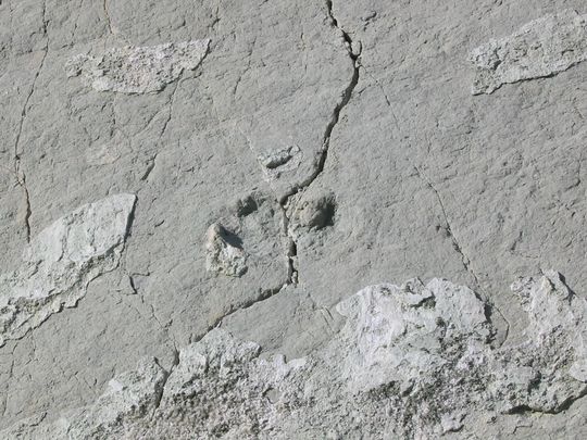 Dinosaur footprint