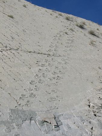 Dinosaur footprints