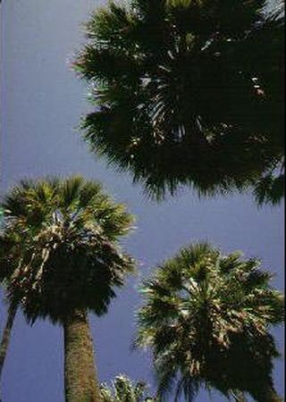 Palm trees on Plaza 25 de Mayo
