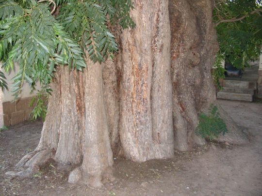 Thousand-year-old cedar in the midst of the orchard