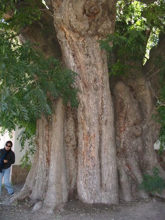 Thousand-year-old cedar in the midst of the orchard