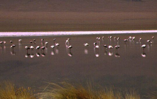 Flamencos en la Laguna Caapa