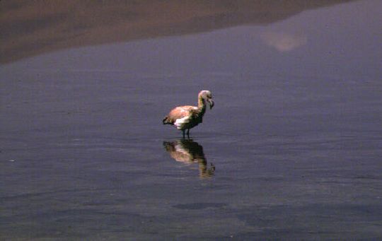 Baby flamingo at Laguna Caapa