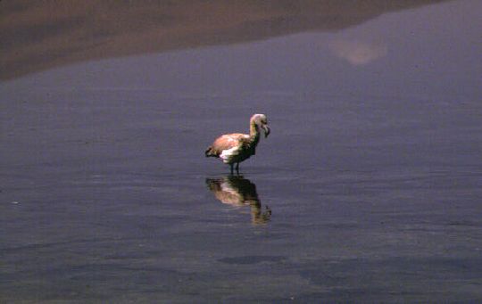 Beb flamenco en la Laguna Caapa