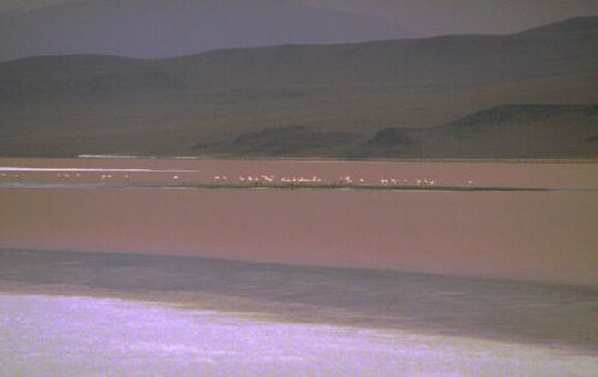 Flamingos in Laguna Colorada Flamingos in Laguna Colorada