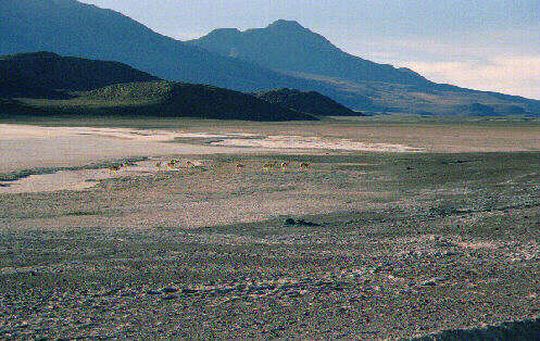 A herd of vicua in the desert