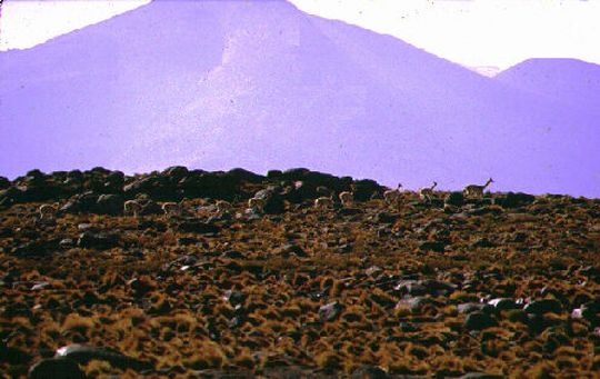 A herd of vicua in the desert