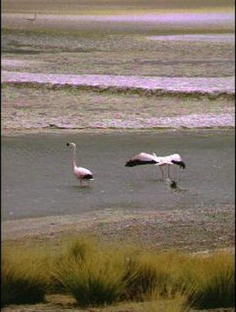 Flamants roses de la Laguna Hedionda