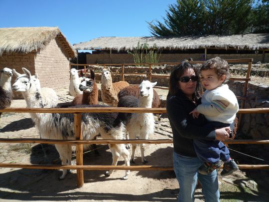 Nataly y Fabien en el parque de llamas y alpacas Nataly y Fabien en el parque de llamas y alpacas