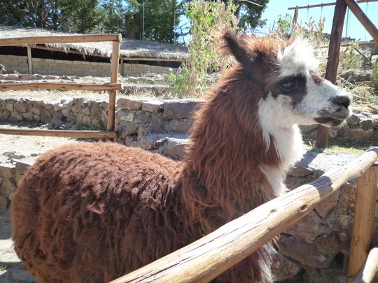 Parc de lamas et alpagas