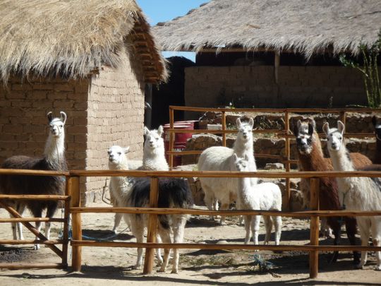 Parc de lamas et alpagas