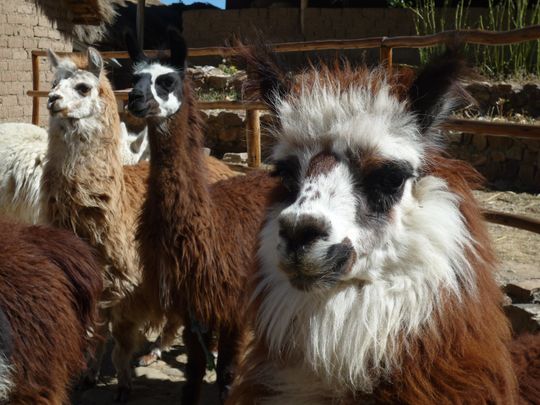 Llama and alpaca park