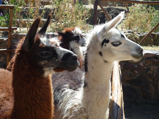 Parque de llamas y alpacas Parque de llamas y alpacas