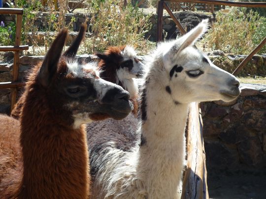 Parque de llamas y alpacas