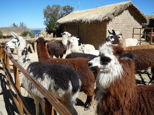 Parc de lamas et alpagas