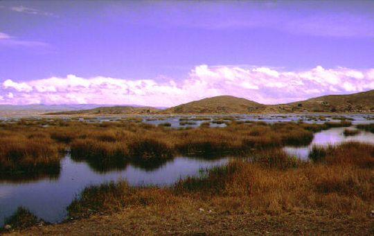 Totoras en la isla de Kalahuta