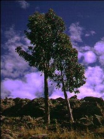 Eucalyptus sur l'le de Pariti