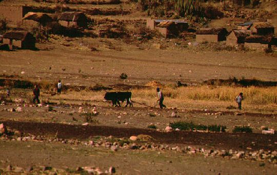 Agriculteurs sur l'le de Suriqui