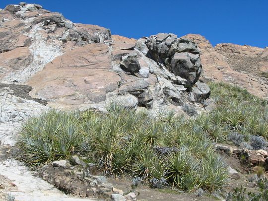 Roca del puma Roca del puma
