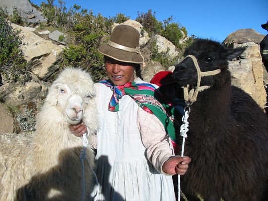 Cholita and alpacas Cholita and alpacas