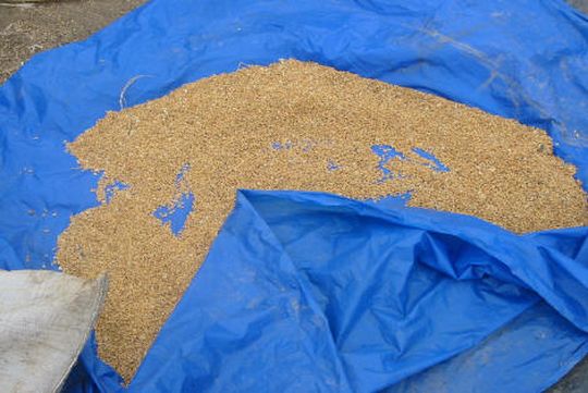 Reserve of dried wheat Reserve of dried wheat