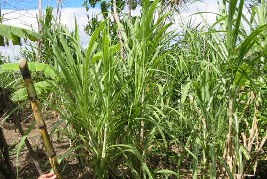 Canne  sucre dans le jardin