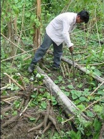 Arrachage de racines de manioc