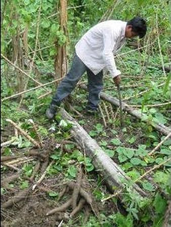 Sacando de la tierra unas races de yuca