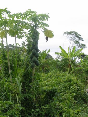 Papaya en el jardn