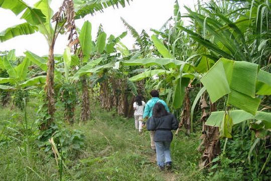 Banana tree in the garden