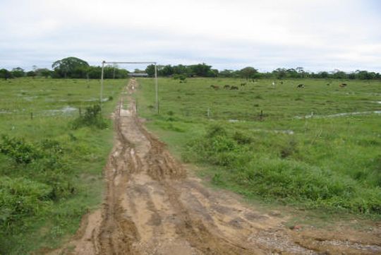 Ganado bovino