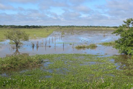 Flooded pampas Flooded pampas