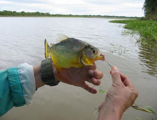 Piraña dorada Piraña dorada
