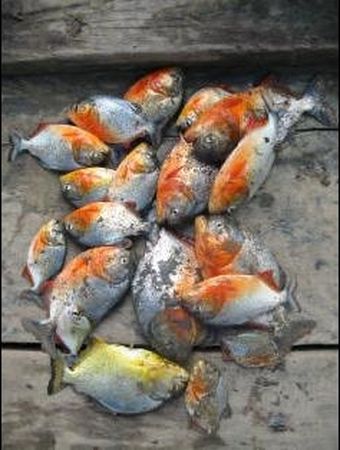 Pesca milagrosa Pesca milagrosa