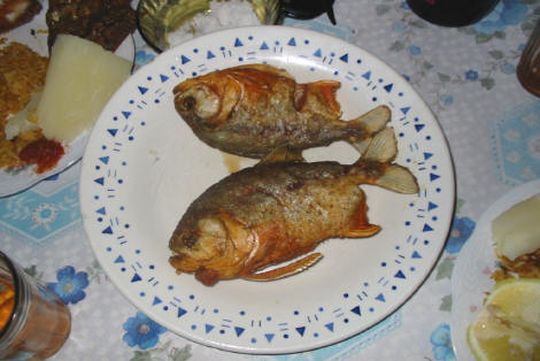 Fritura de pirañas recién pescados Fritura de pirañas recién pescados