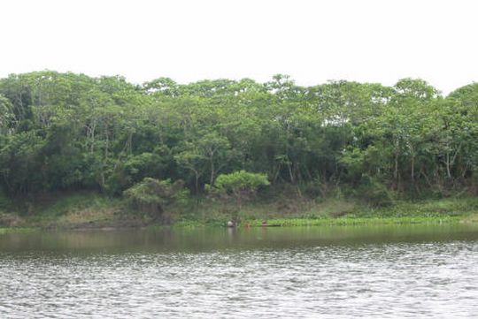 Río bordeado por la selva amazónica Río bordeado por la selva amazónica